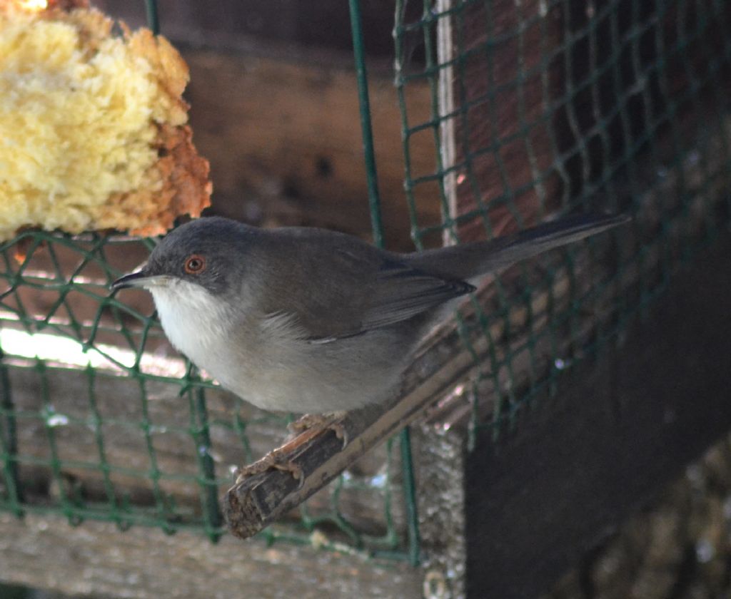 Occhiocotto (198)